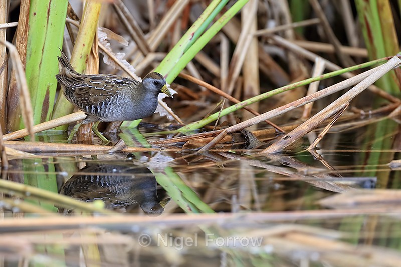 Sora at Harns Marsh, Florida - Sora