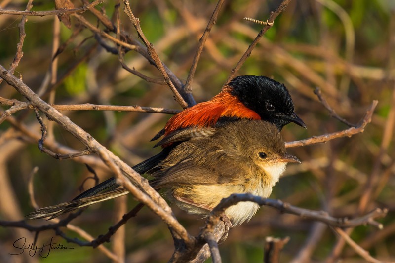 Red Wren Pair 2