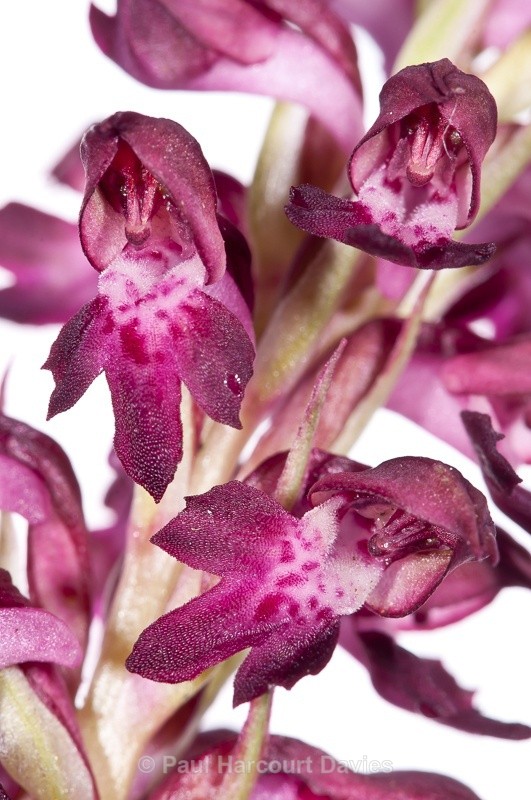  - WB: Orchids - Orchis