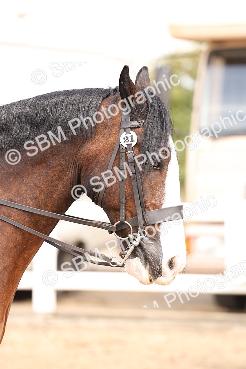 SBM_04265 - Class 54 - Riding Club Horse/Pony