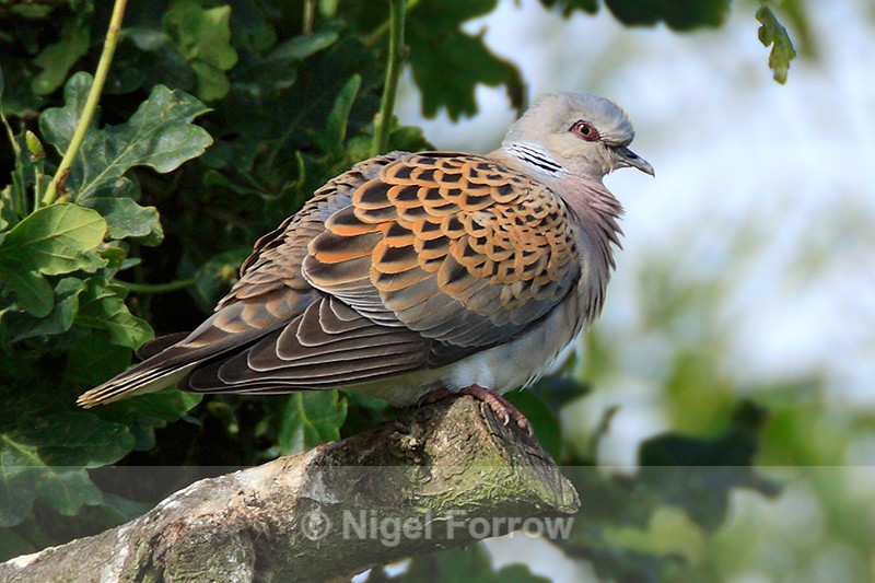 Turtle Dove perched on a branch at Otmoor RSPB - Turtle Dove