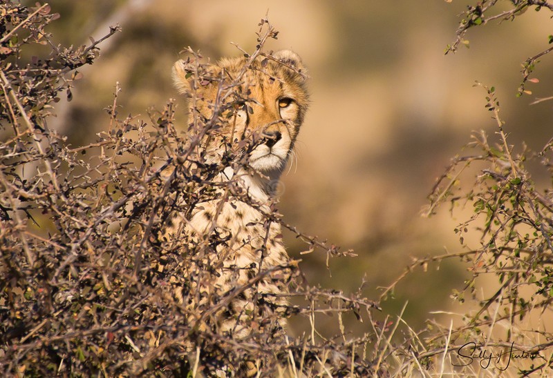 Mashatu Cubs 3
