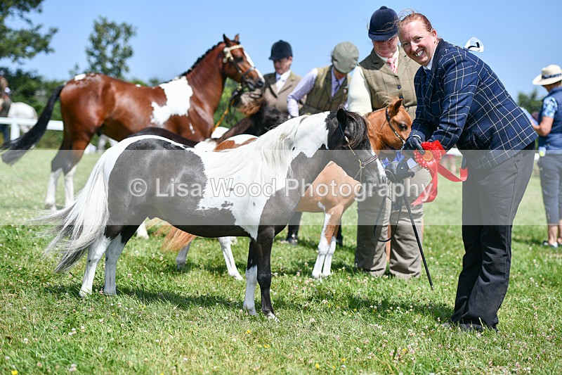 DSC_7426 - Class 62: Coloured Pony Youngstock