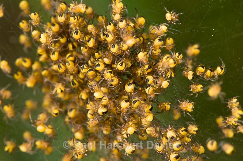  - Bugs: Spiders