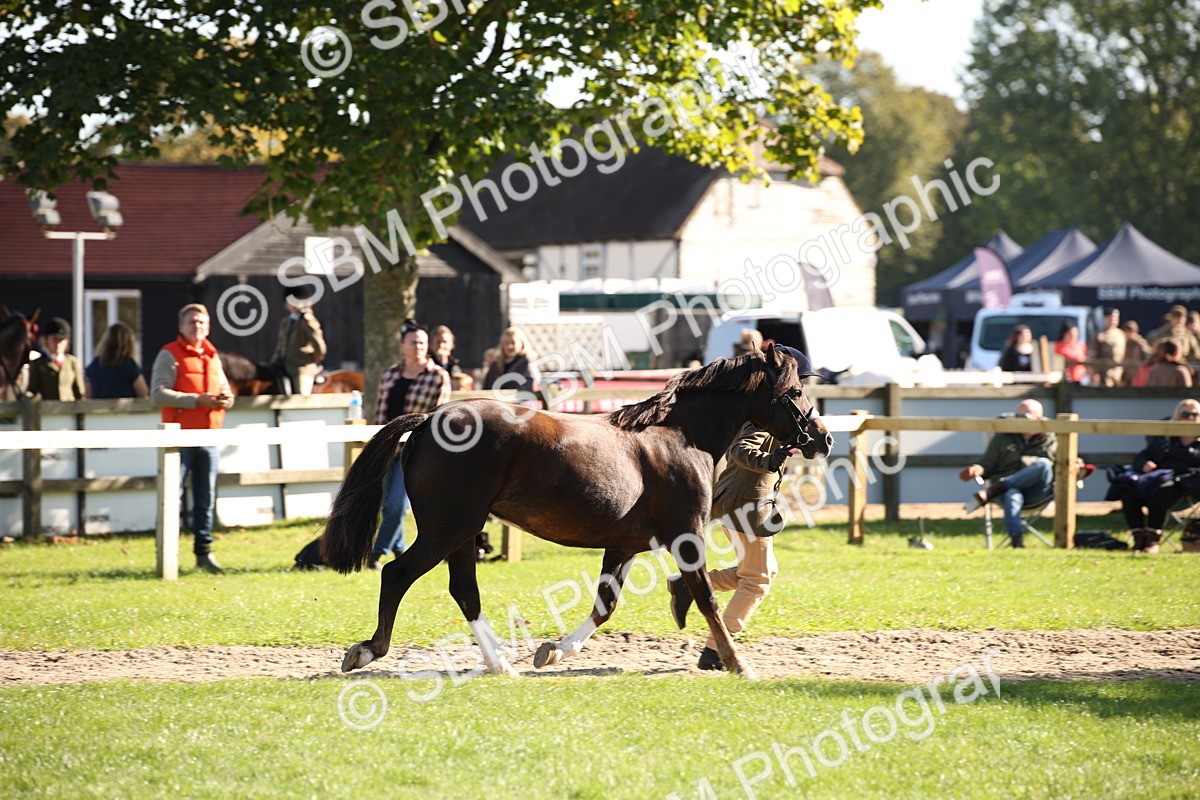 SBM_36584 - S10 - Best In Hand Horse & Pony