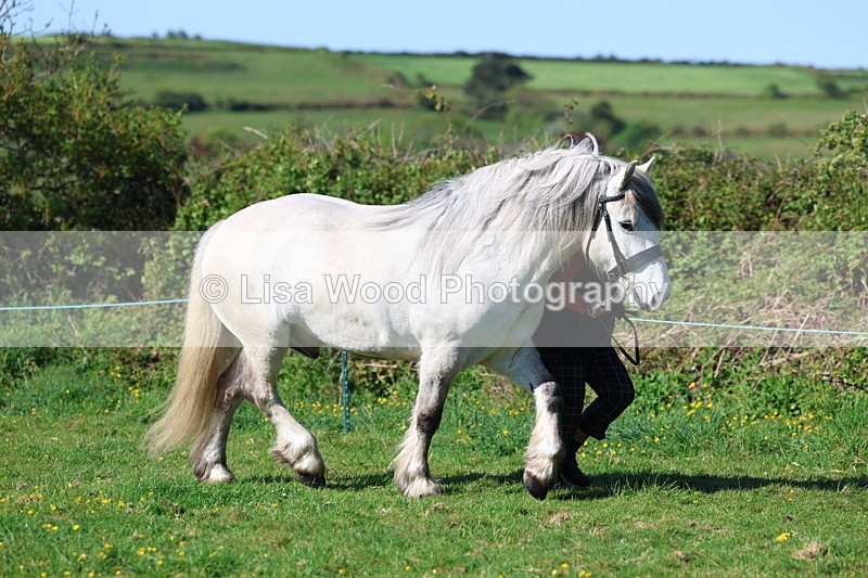 3E7A8574 - Class 13: M & M Large Breeds