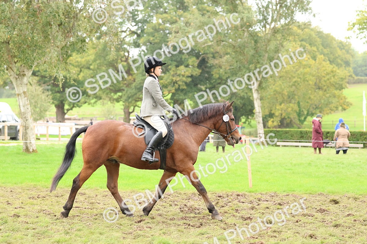 SBM_69559 - S62 - Mountain & Moorland Ridden Large Breeds