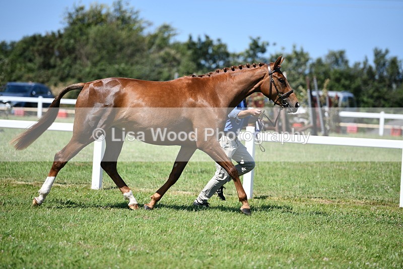 DSC_6868 - Class 57: Hunter/Riding Horse/Hack 1, 2 & 3 yr olds