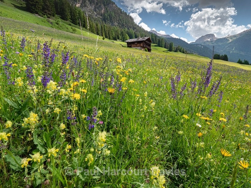 Alpine meadow with )  and  blue/purple meadow clary (Salvia pratensis) - Flowers in the Landscape