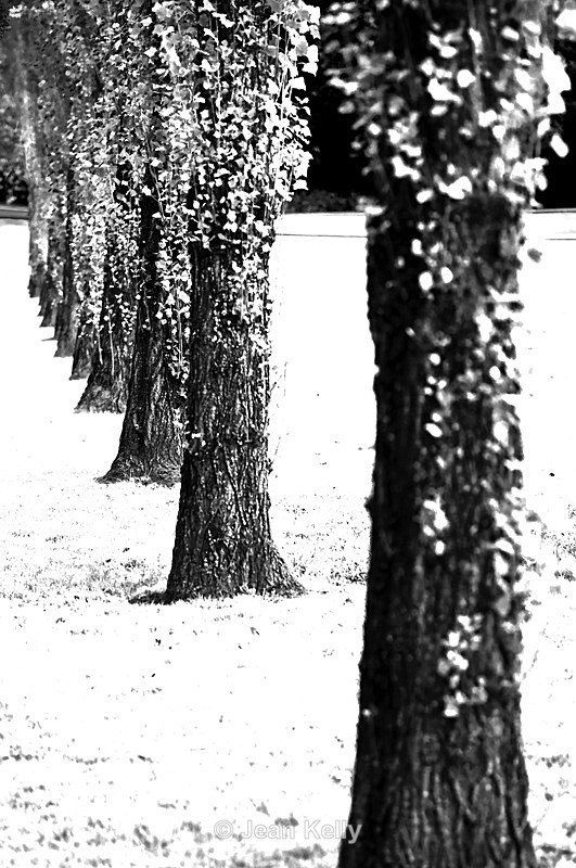 Tree - 3893 bw - Trees