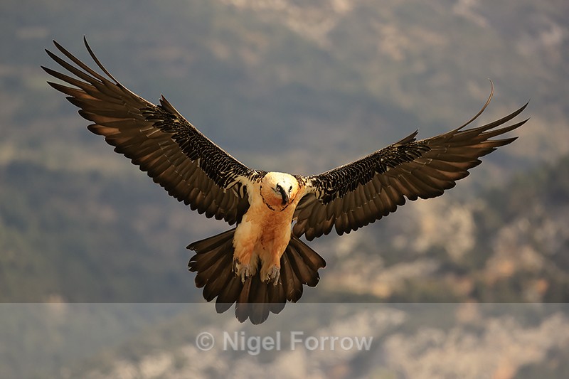Lammergeier landing, Pre-Pyrenees, Catalonia, Spain - Lammergeier