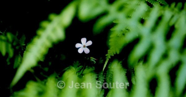 C46 - Colour Images