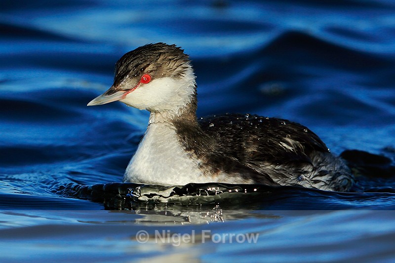 Slavonian Grebe, Farmoor Reservoir - Slavonian Grebe