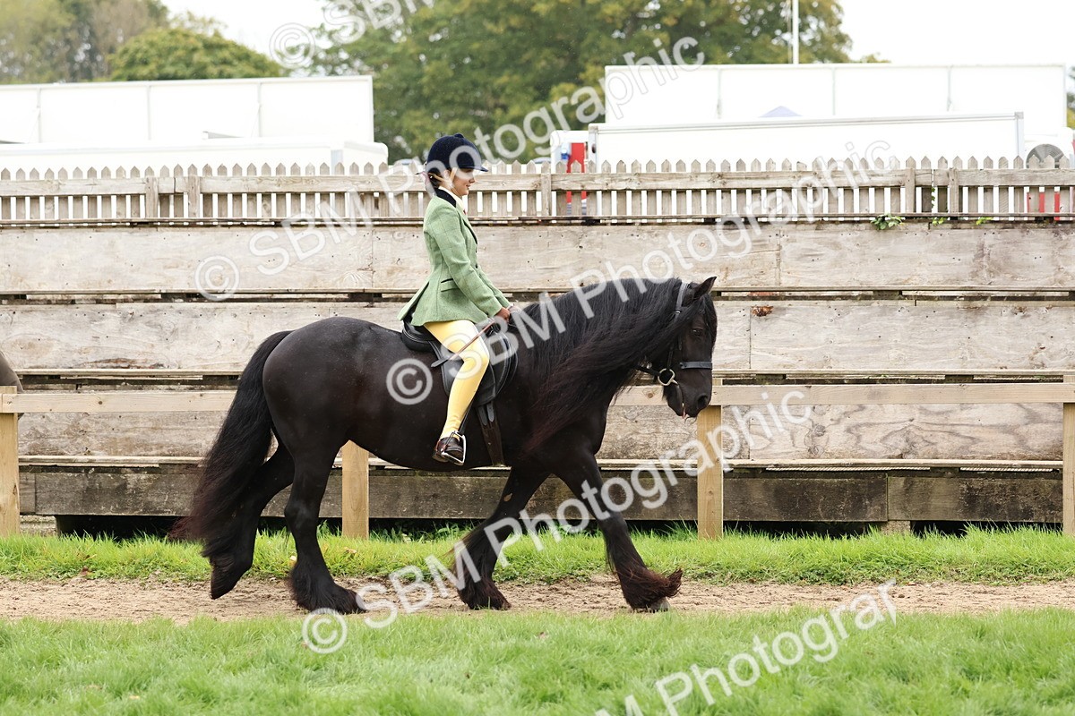 SBM_69526 - S62 - Mountain & Moorland Ridden Large Breeds