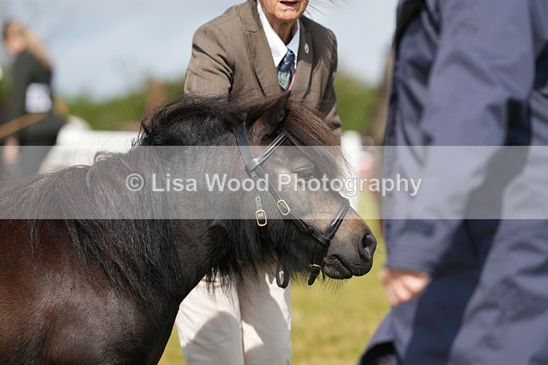 DSC05355 - Class 49: NPS Shetland 4 years and over