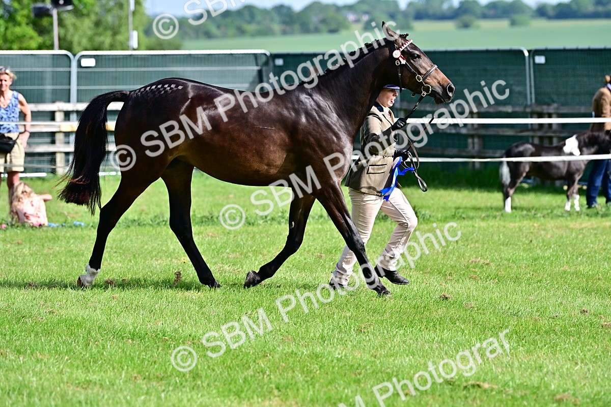 SBM_01095 - Class 46-49 - Arab and Part Bed-Anglo Arab In Hand