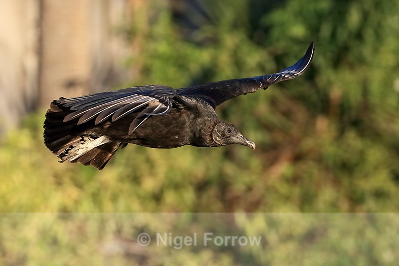 American Black Vulture flying, Gatorland, Orlando, Florida - American Black Vulture