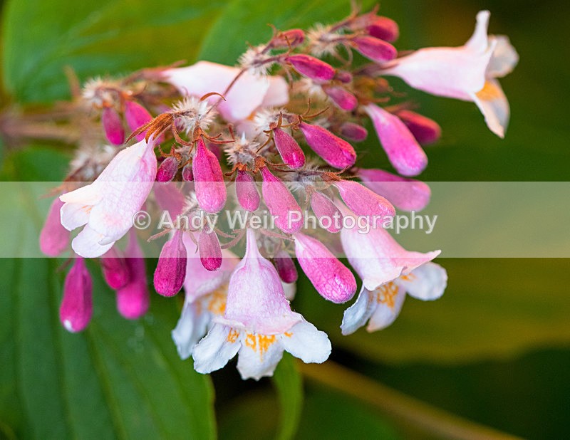 20150603-8E0A9113 - Plants & Flowers