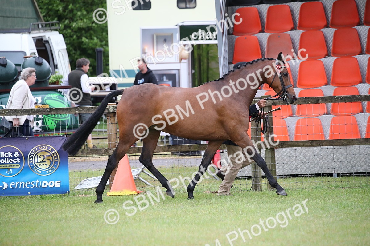 SBM_00200 - Class 17-20 - Arab & Part Bred - Anglo Arab In Hand