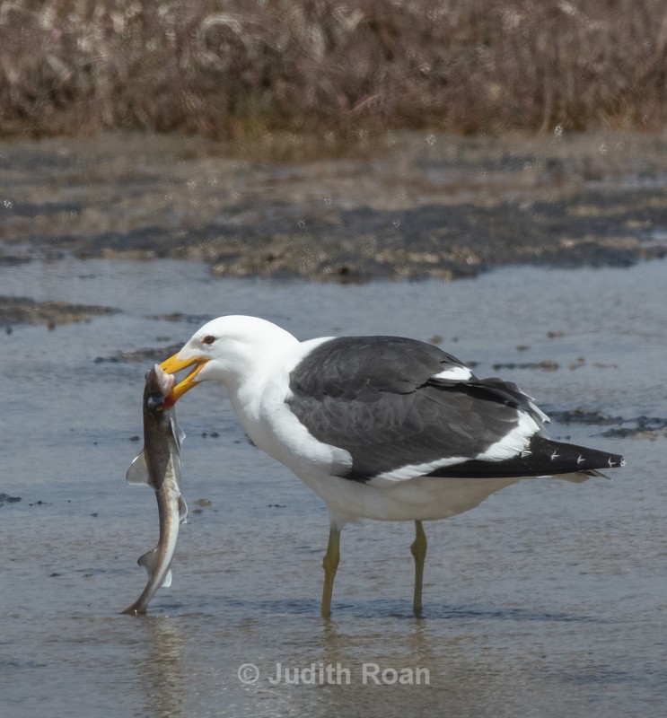 Kelp Gull with young shark - Namibia 2022