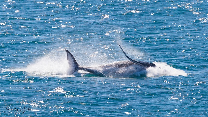 Whale Breach 2