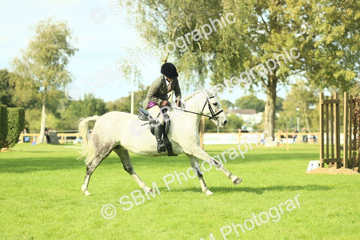 SBM_50648 - S33 - Working Hunter & Working Show Horse