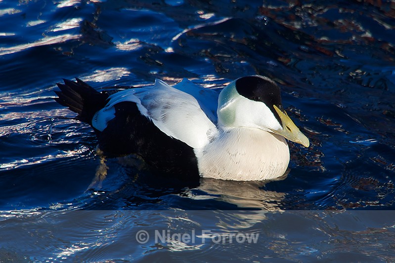 Eider (male) - Eider