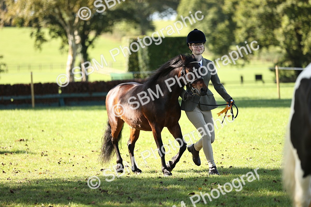 SBM_15951 - S1 - TSR in Hand Horse & Pony Showing