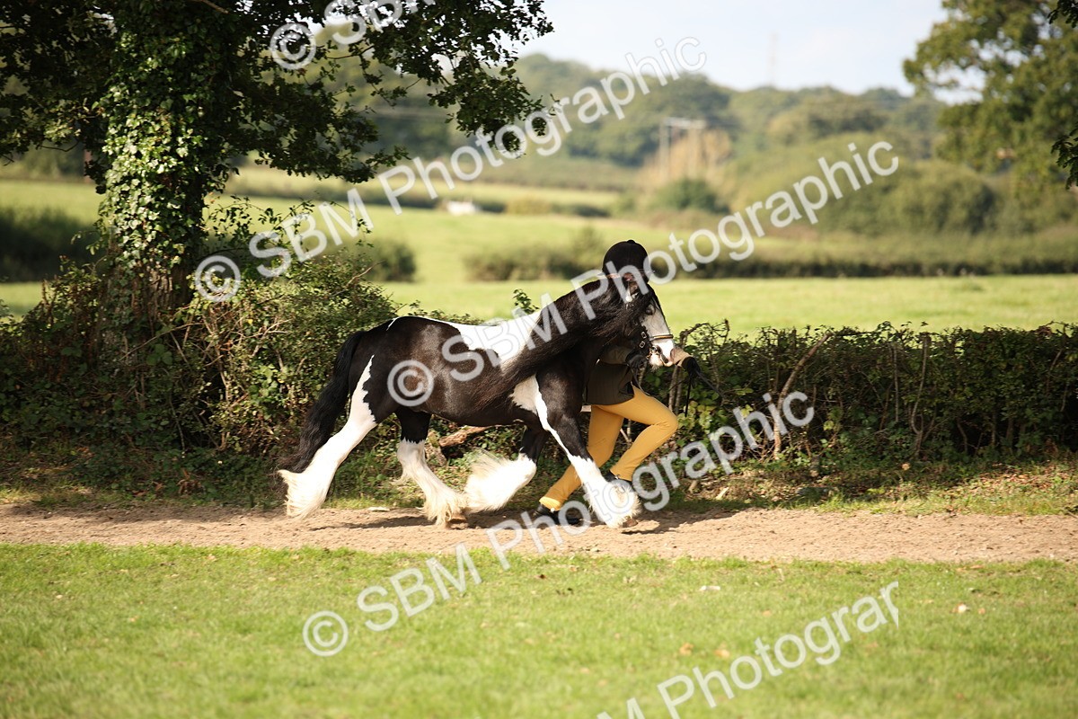 SBM_62166 - S55 - Traditional Cob In Hand