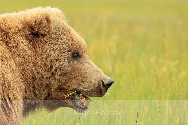 Brown Bear (female) eating grass close side view, Lake Clark, Alaska - Brown Bear