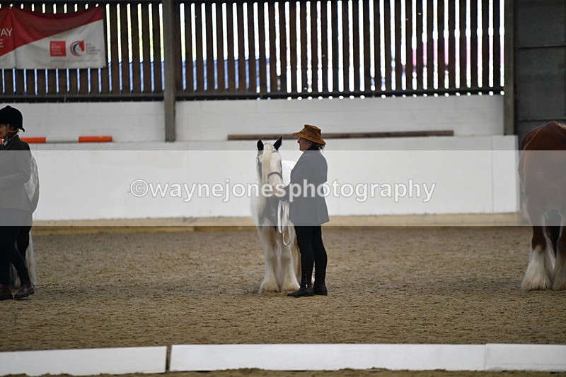 WJ5_5570 - Class 4 In hand M&M - small breeds