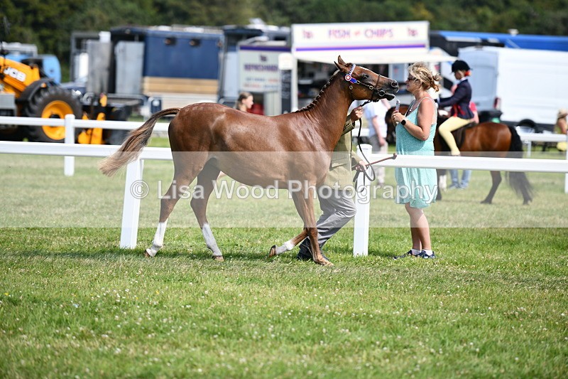 DSC_8263 - Class 68: Part Bred In Hand M & M