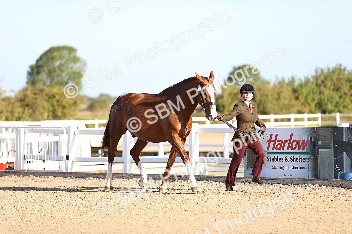 SBM_08316 - Class 401 - IH Veteran Horse