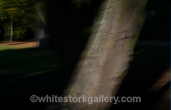  - Light In The Forest