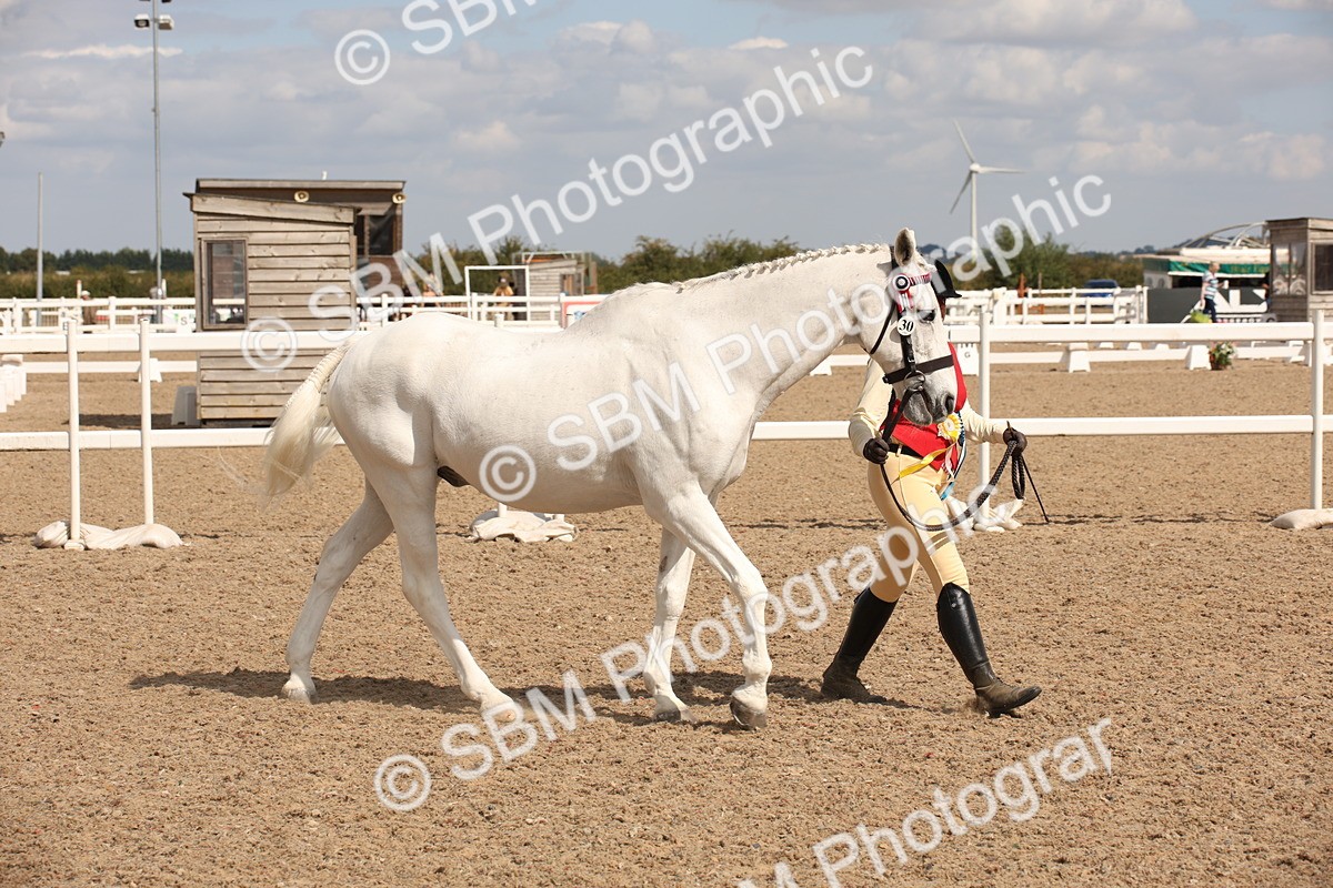 SBM_03807 - Class 19 Judge's Favourite