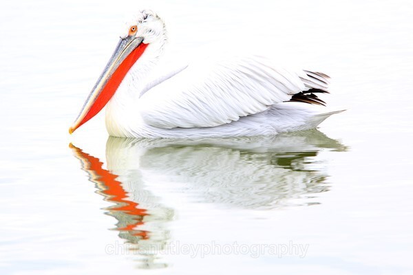  - Birds of Britain and Europe