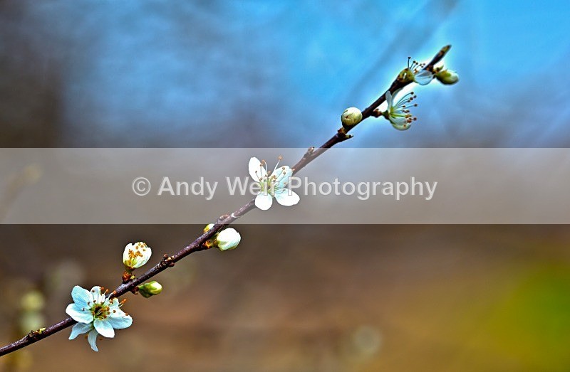 20120311-_MG_9401-1022 - Plants and Flowers