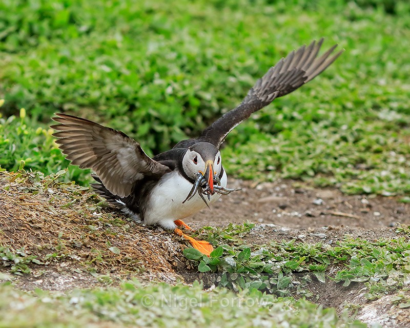 Puffin about to enter burrow, Farne Islands - Puffin