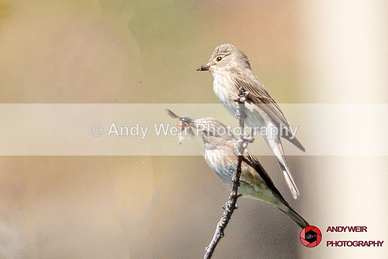 Spotted Flycatcher Male  Female - Abroad