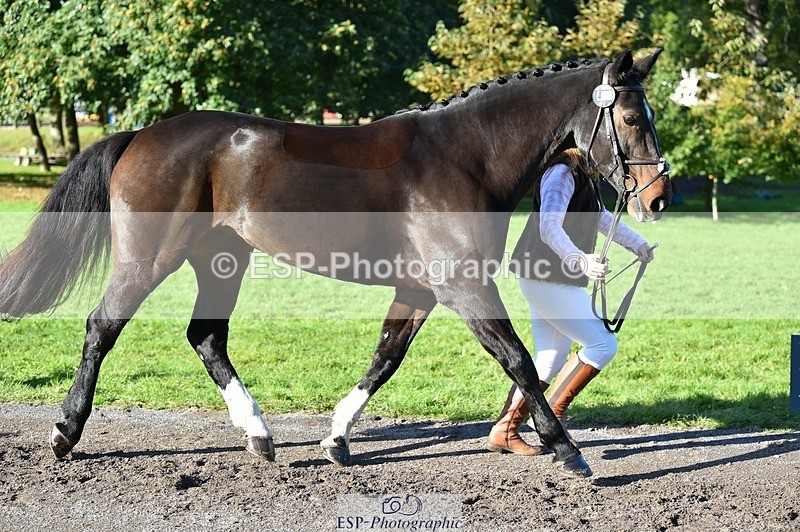 231022-104538-22721 - 483-LOPSHILL.ANNIE-Katie.Timberlake-TrotUp+SJ