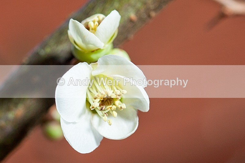 20120219-_MG_8855 - Plants & Flowers