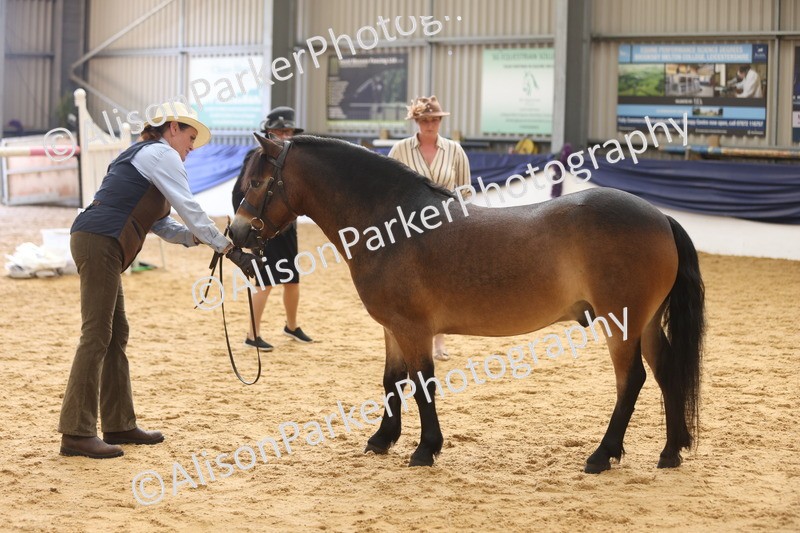 20260913-1717 - Class 115 - Gelding 4years and over