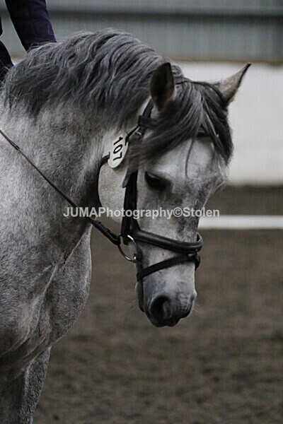 SIAL4039 - CAbin Dressage 5th july 2025