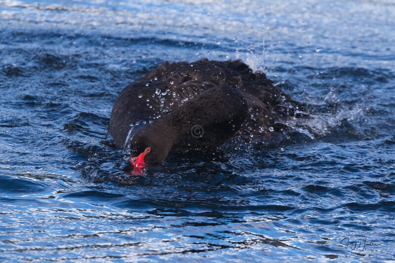 Black Swan Snorkeling 1.0A3A0919 - Black Swans and cygnets