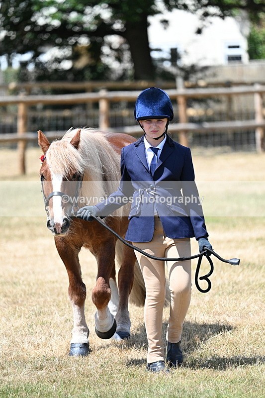 WJ7_2228 - Class 5 Most Handsome Gelding (up to 14.2hh) in hand