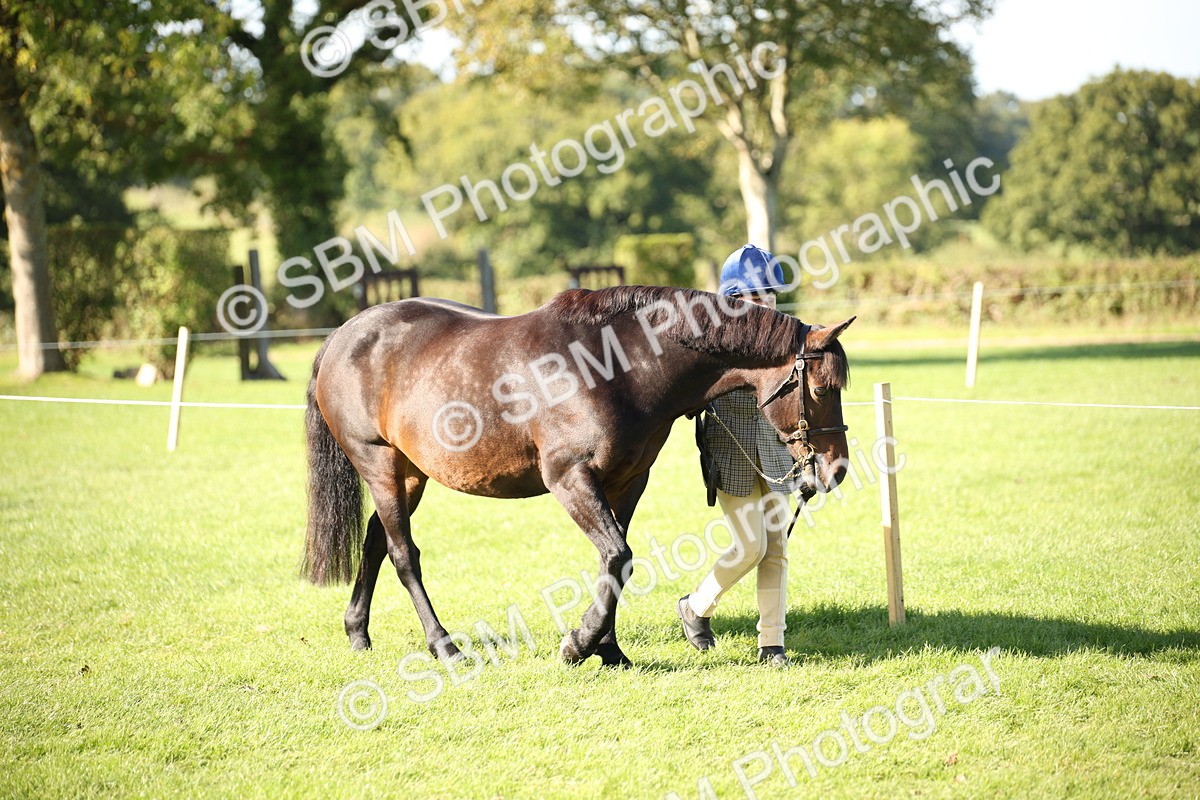 SBM_36533 - S10 - Best In Hand Horse & Pony