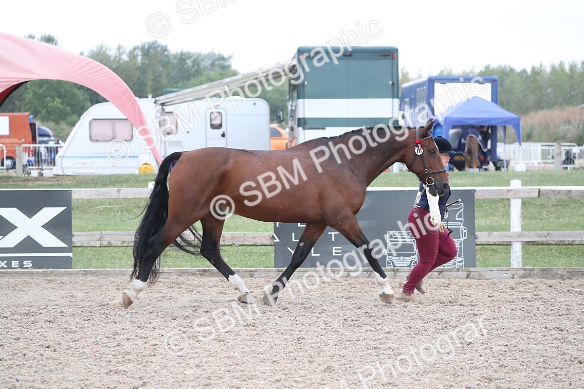 SBM_18292 - Class 318 IH Part bred Horse/Pony