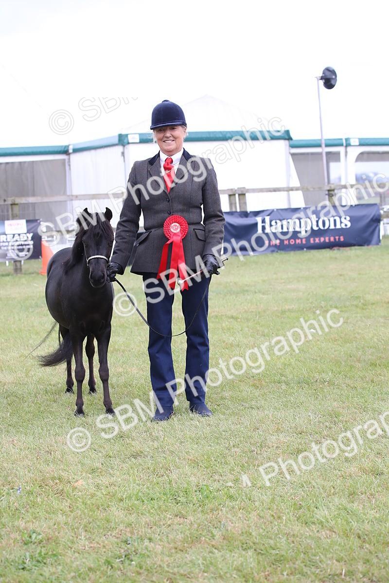 SBM_03537 - Class 23-25 - British Miniature Horse of the Year