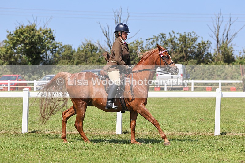 IMG_2251 - Class 37: Pure, Anglo & Part Bred Ridden Arab