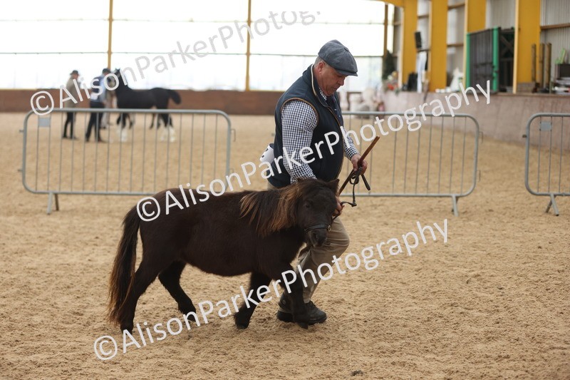 20251109-0186 - Class 10 - Yearling, Colt, Filly or Gelding